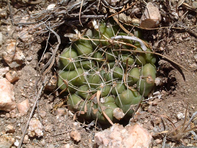 Gymnocalycium capillaense